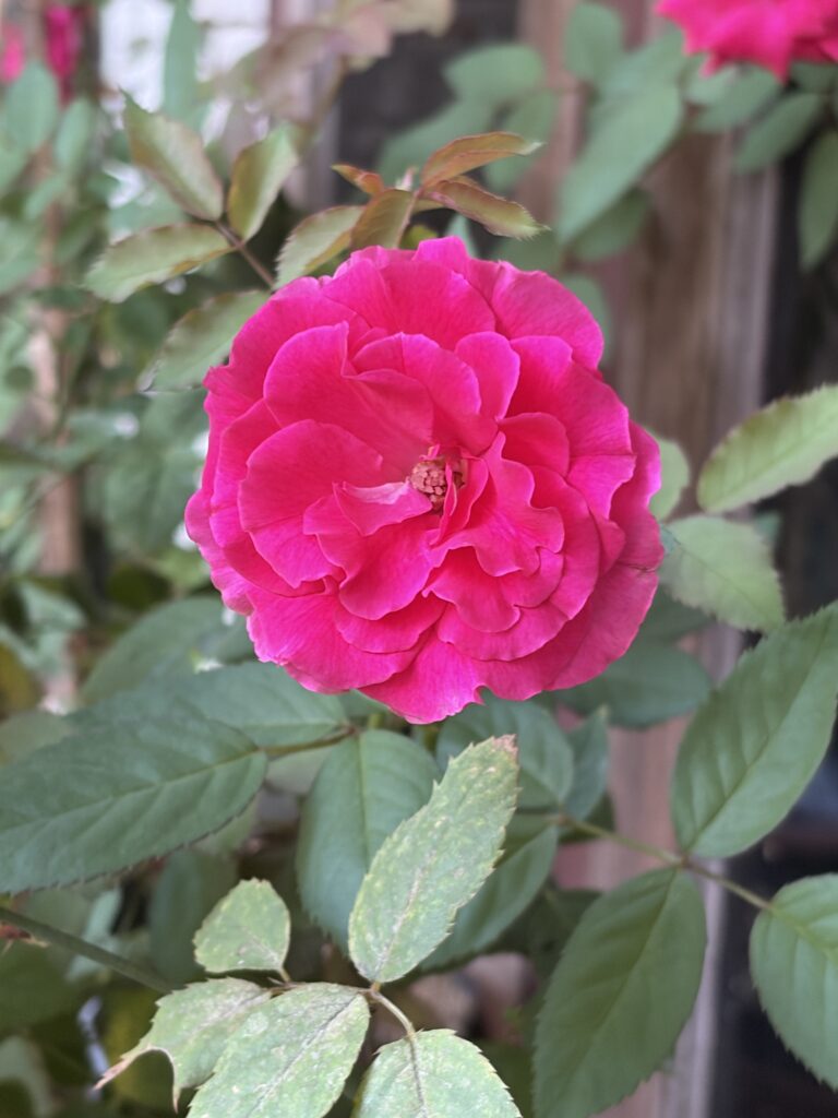 Juste une photo d'une rose