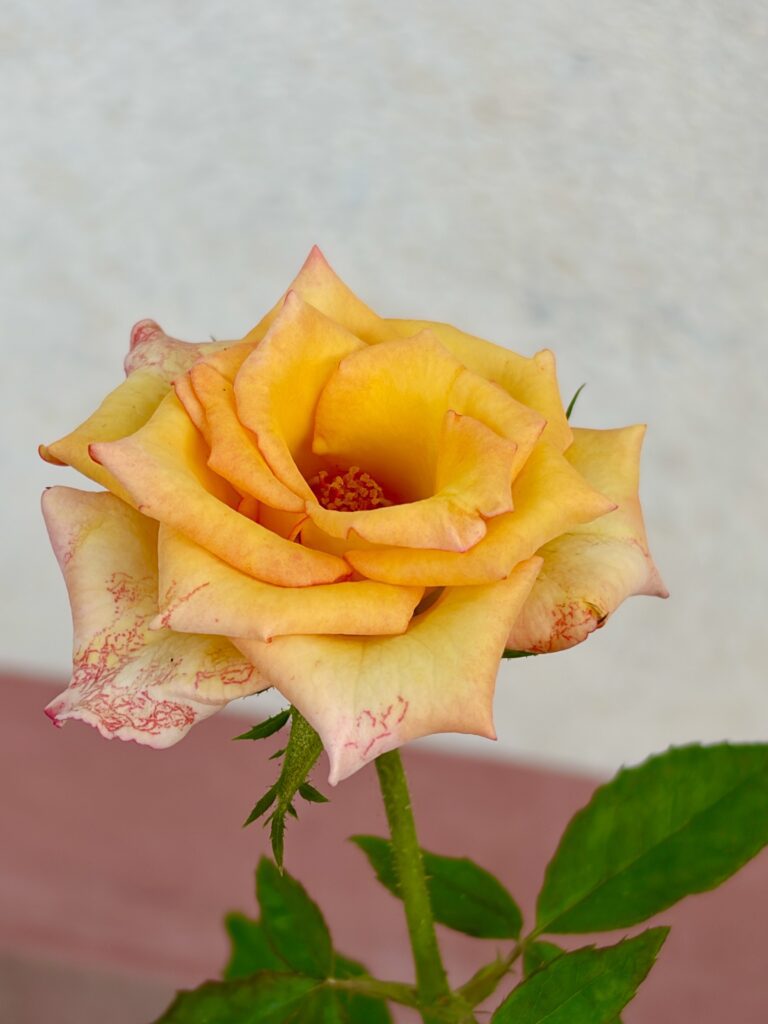 Juste une photo d'une rose